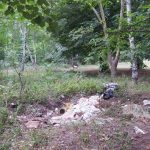 Березовая роща