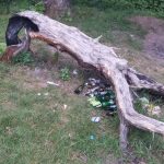 Березовая роща в Бендерах - дерево