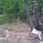 Приднестровье. Березовая роща в Бендерах.