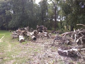 Срубили в Кицканах да Днестре