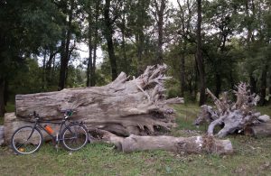 в Кицканах да Днестре