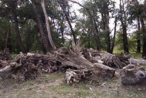 Приднестровье Кицканы Деревья