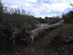 Берег в Кицканах да Днестре