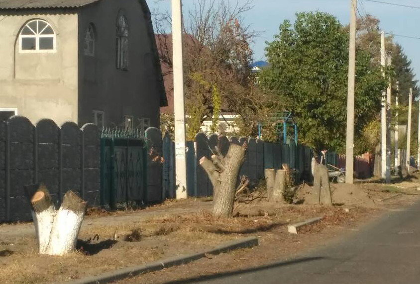 Слободзея деревья