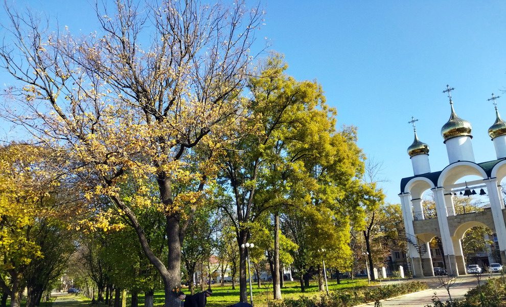 Дуб в парке Кирова