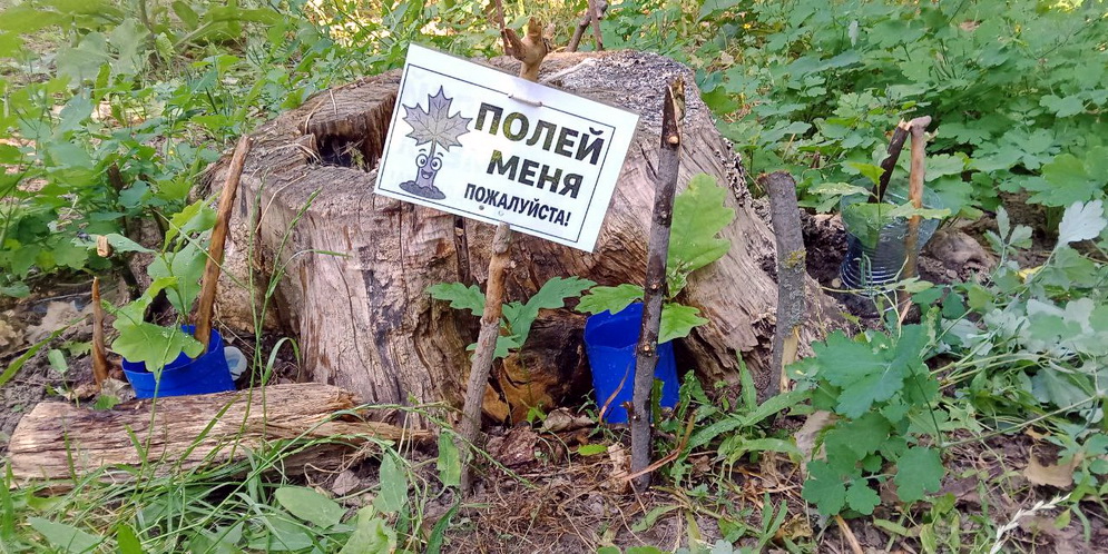 Пророщенные желуди рядом с пнями